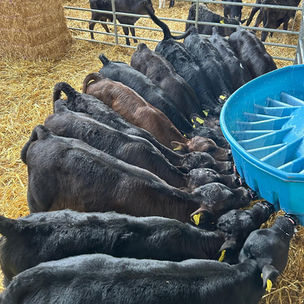In SW Devon and Autumn block of 150+calves . 90% Angus and heifers. 4+ months old. Tested and ready to go