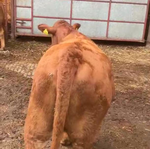 7 stabiliser cross heifers ready to bull in South Devon