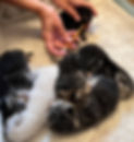 Ember_s_kittens_giving_antibiotics.jpg