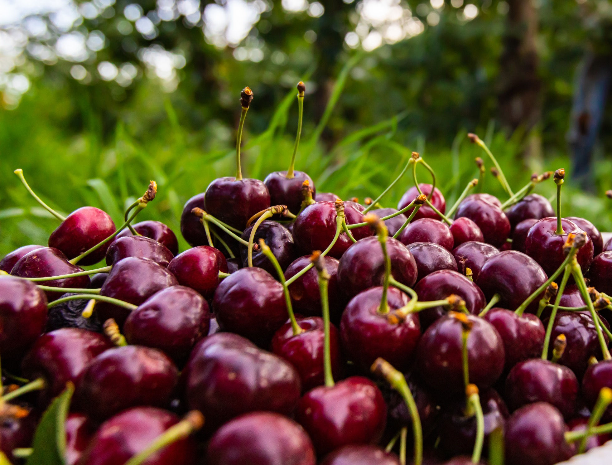 Sweet Cherry 'Lapins'