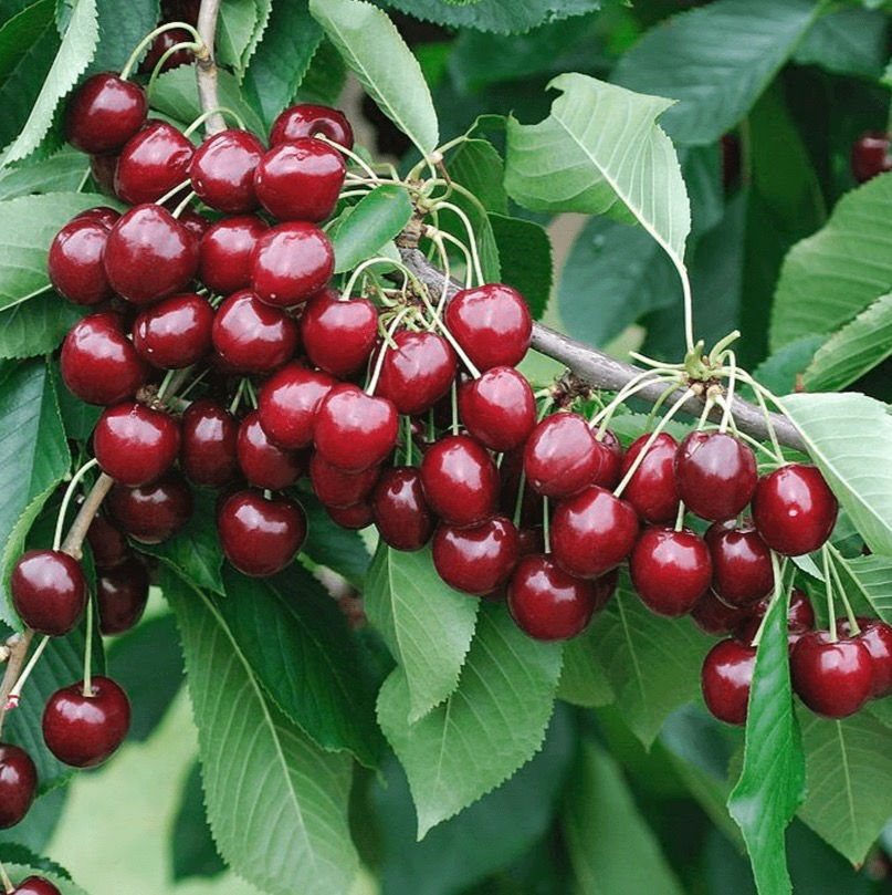 Sweet Cherry 'Stella'