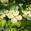 Thumbnail: Cornus x 'Venus'