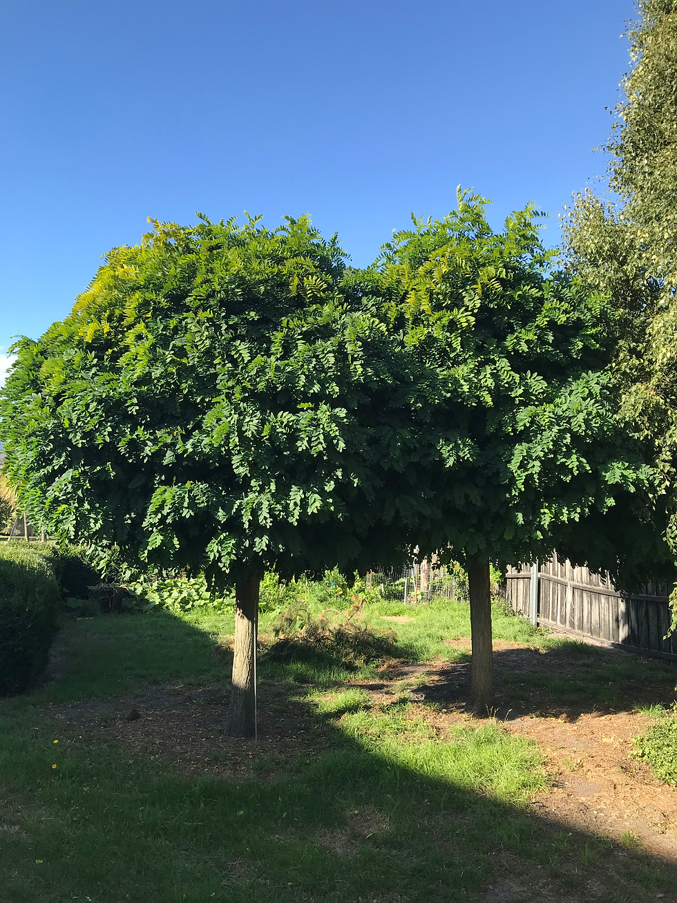 Thumbnail: 'Globe' Robinia 