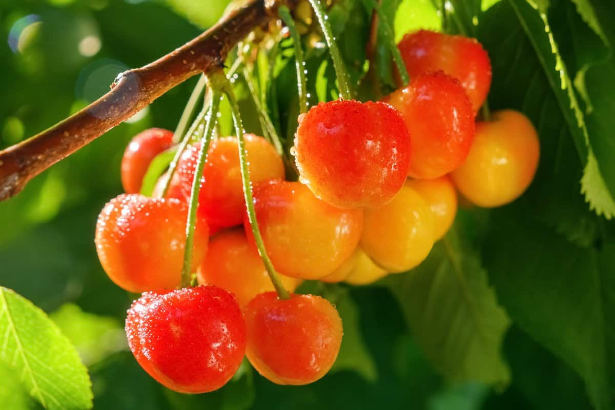 Sweet Cherry 'Rainier'