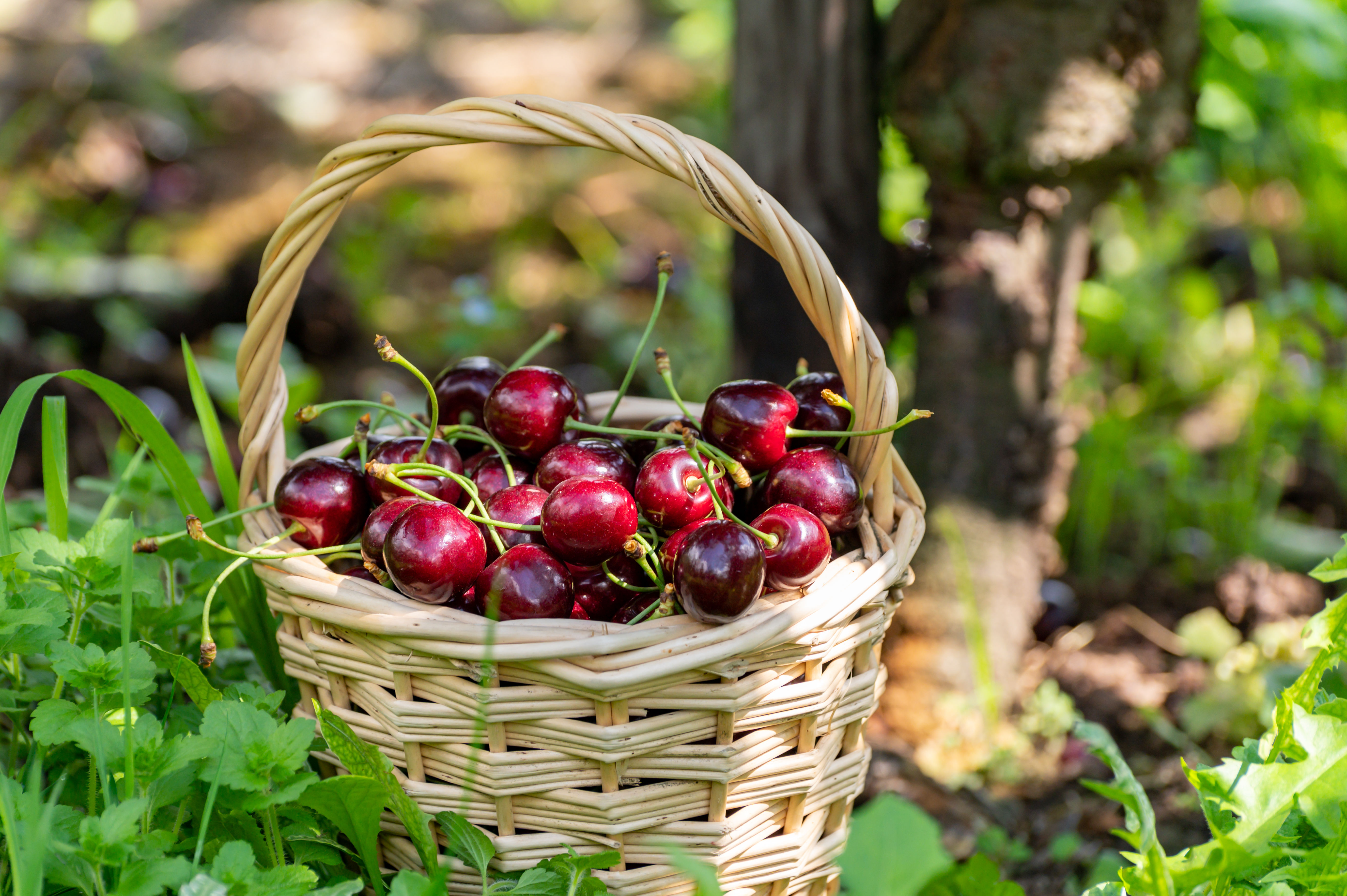 Sweet Cherry 'Regina'