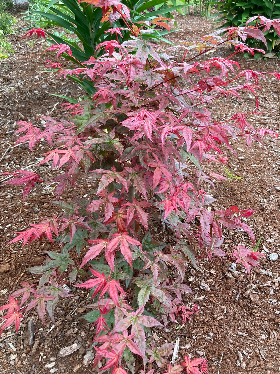 Thumbnail: 'Chishio Improved'  Japanese Maple