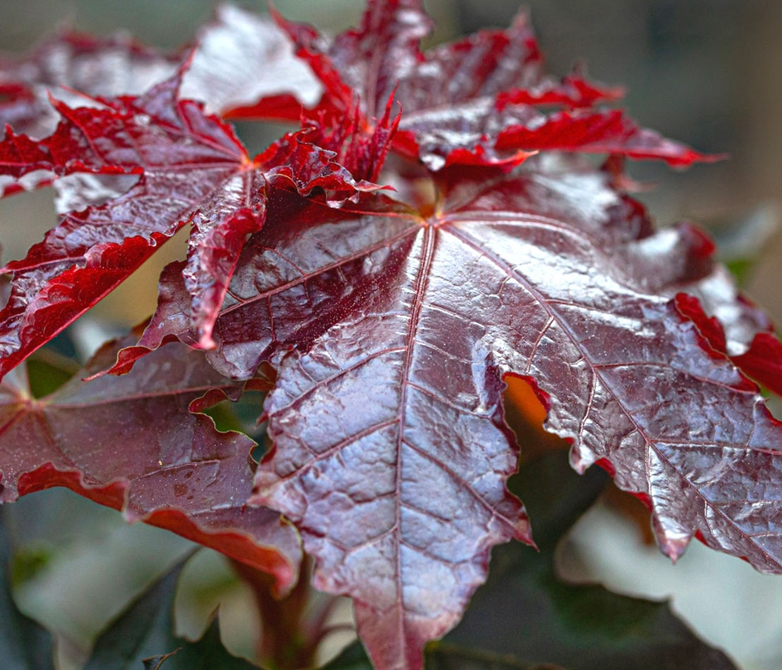 ‘Royal Red' Norway Maple