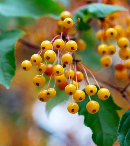 Best HD Pictures about  Crabapple Golden Raindrops  with No AI Images