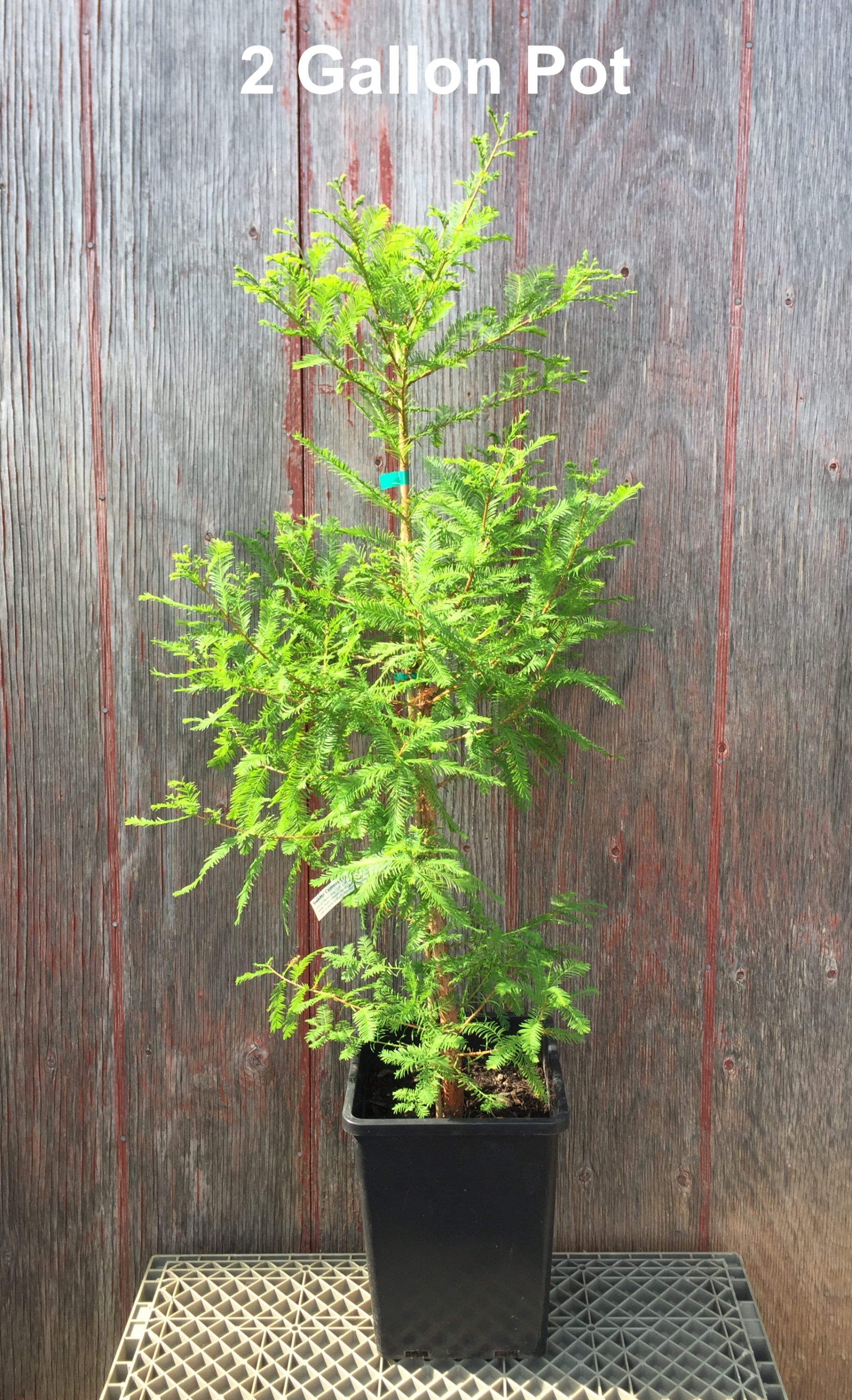 FAQ's Maple Grove Nursery