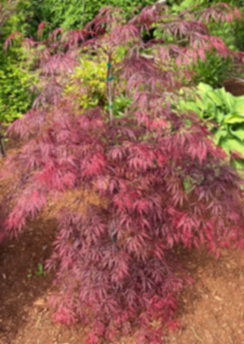 'Tamukeyama ' Laceleaf Japanese Maple