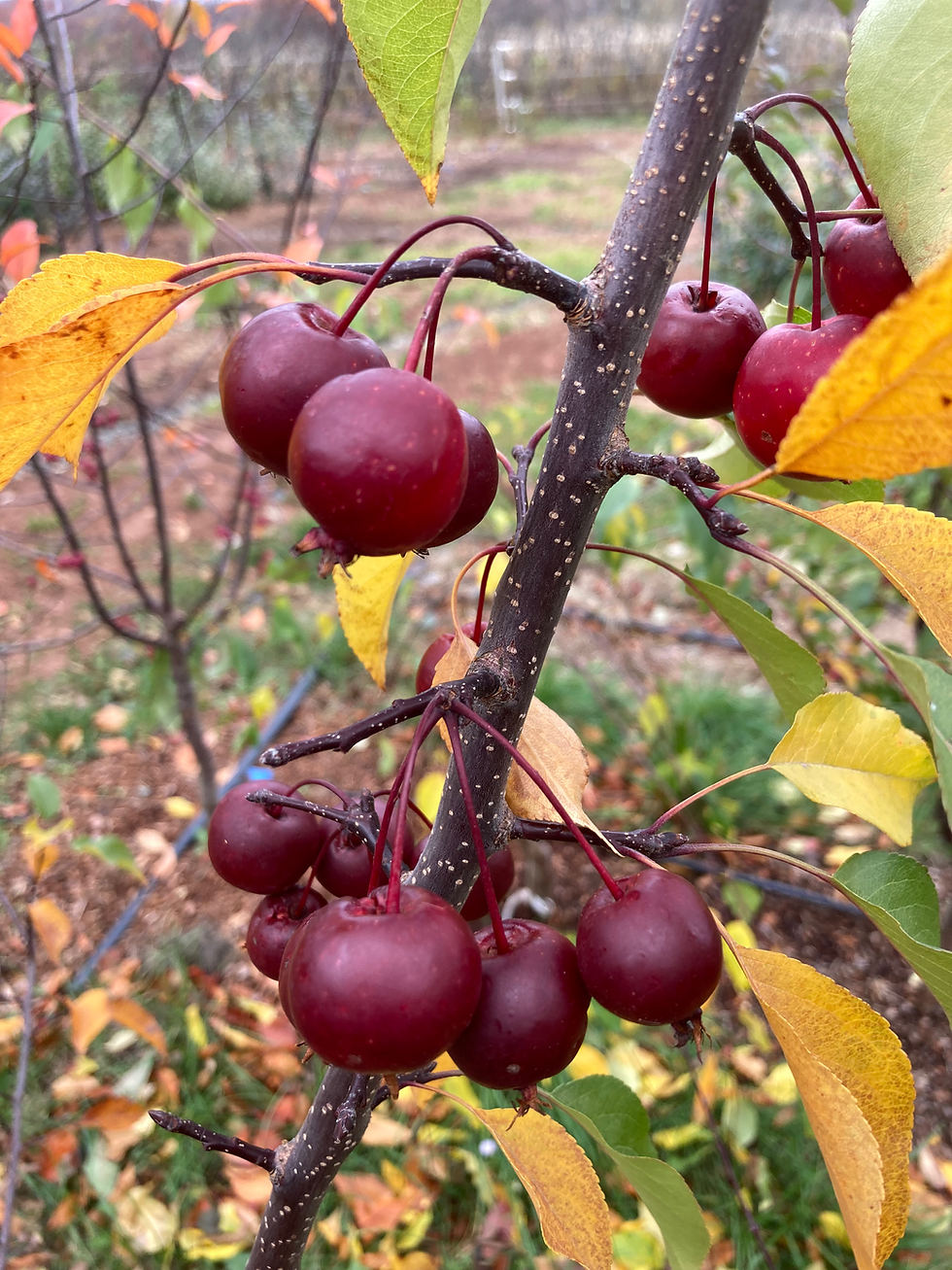 Thumbnail: Crabapple 'Makamik'