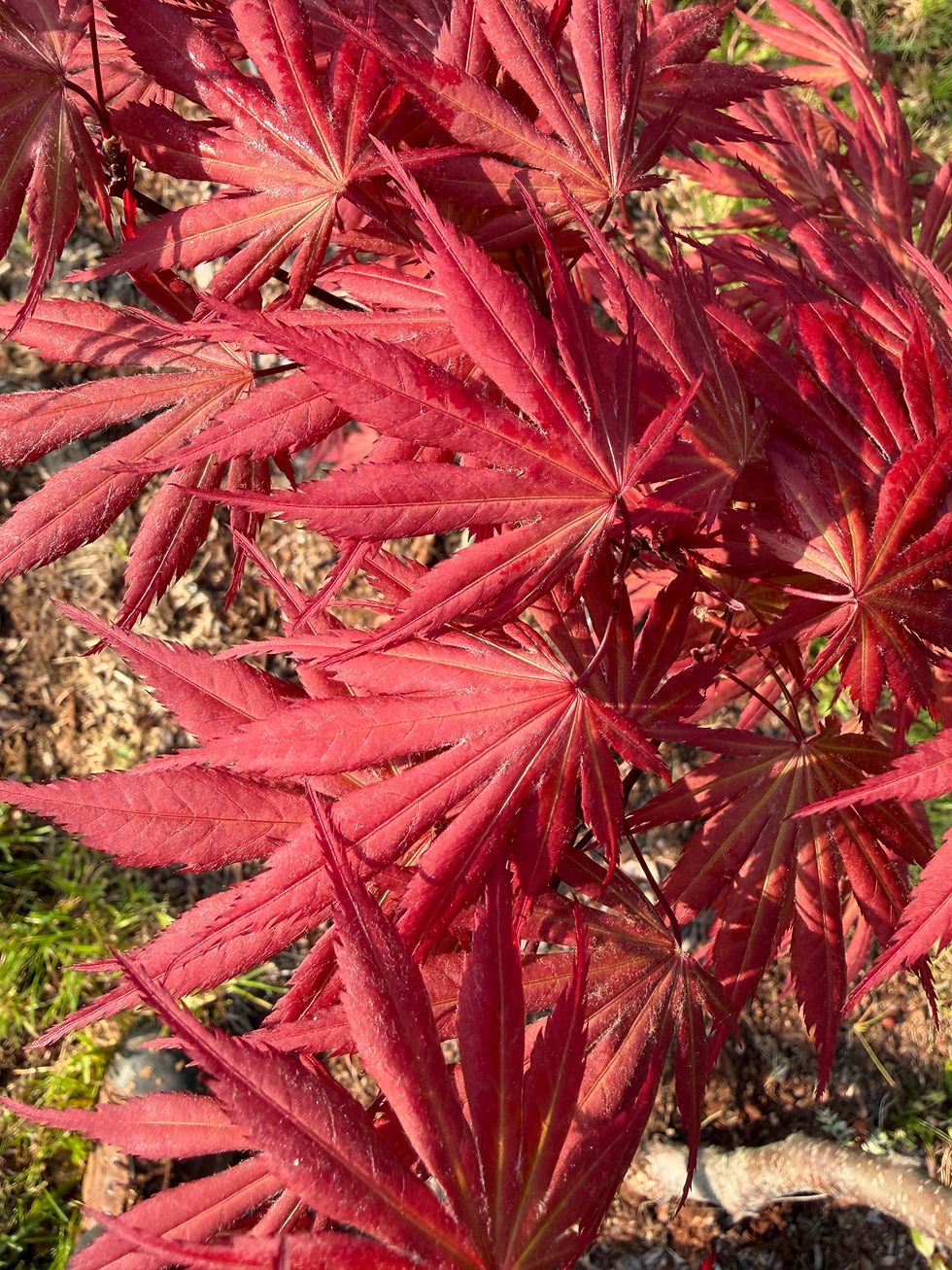 Thumbnail: 'Shira Red'  Japanese Maple