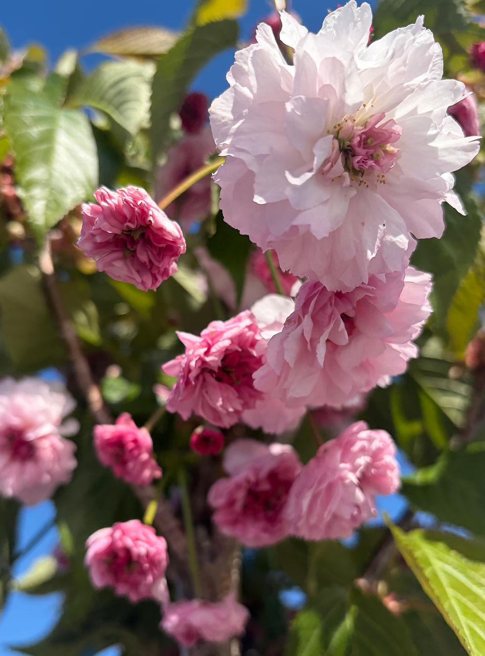 Thumbnail: 'Chrysanthemum Cherry' Prunus Kiki Zakura