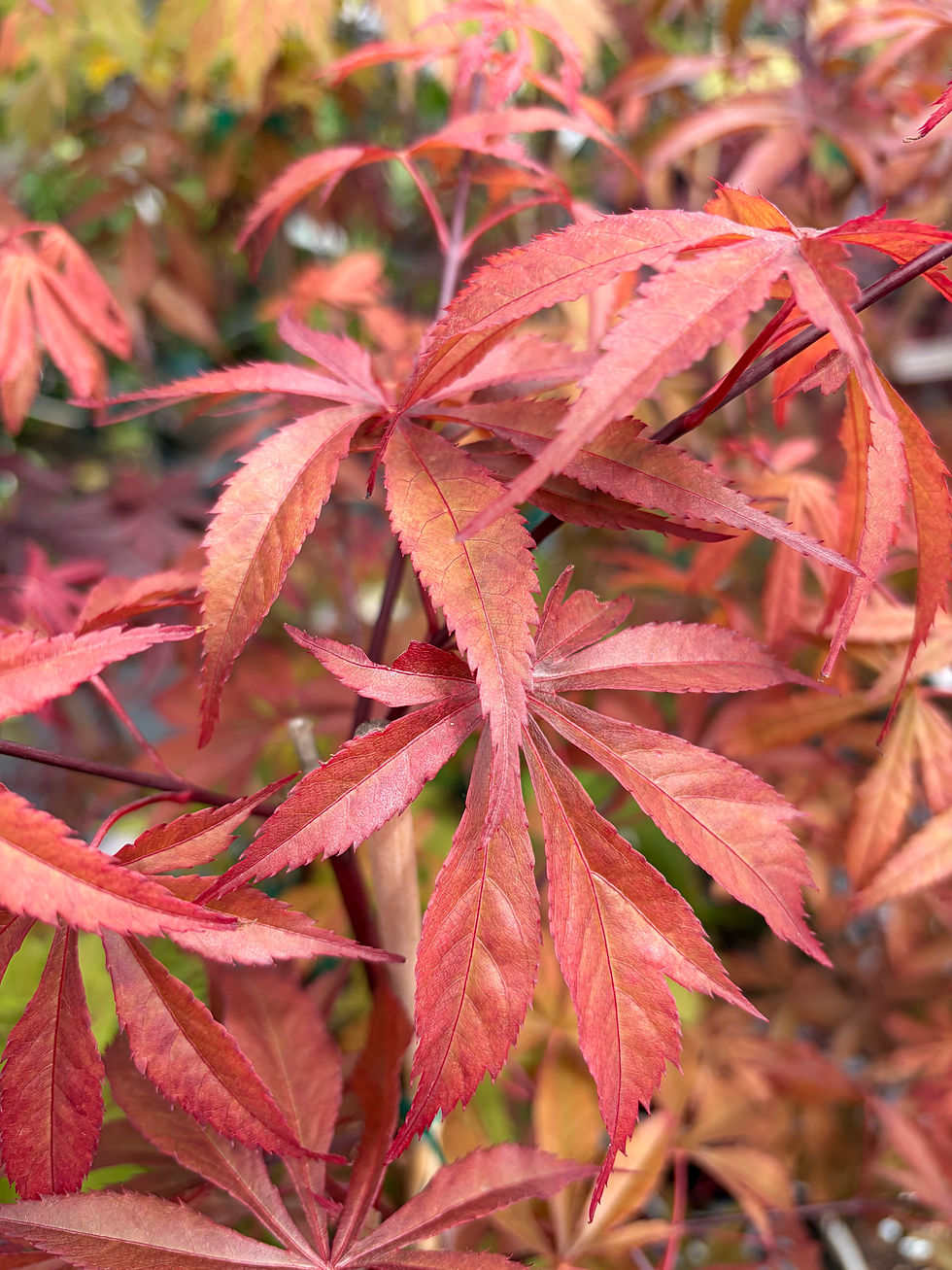 Thumbnail: 'Edna Bergman'  Japanese Maple
