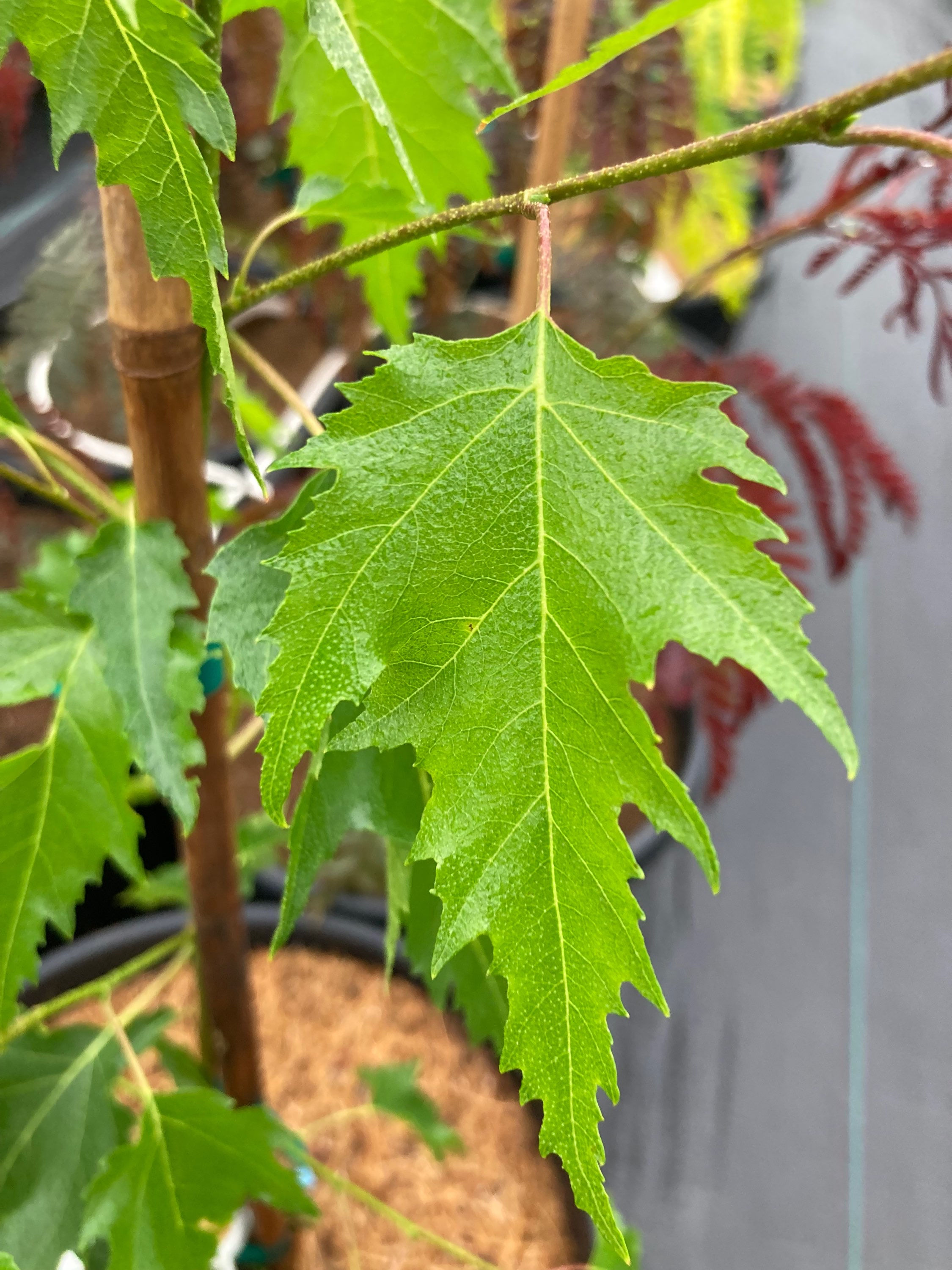 Cutleaf Birch, ‘Betula darlecarlica’