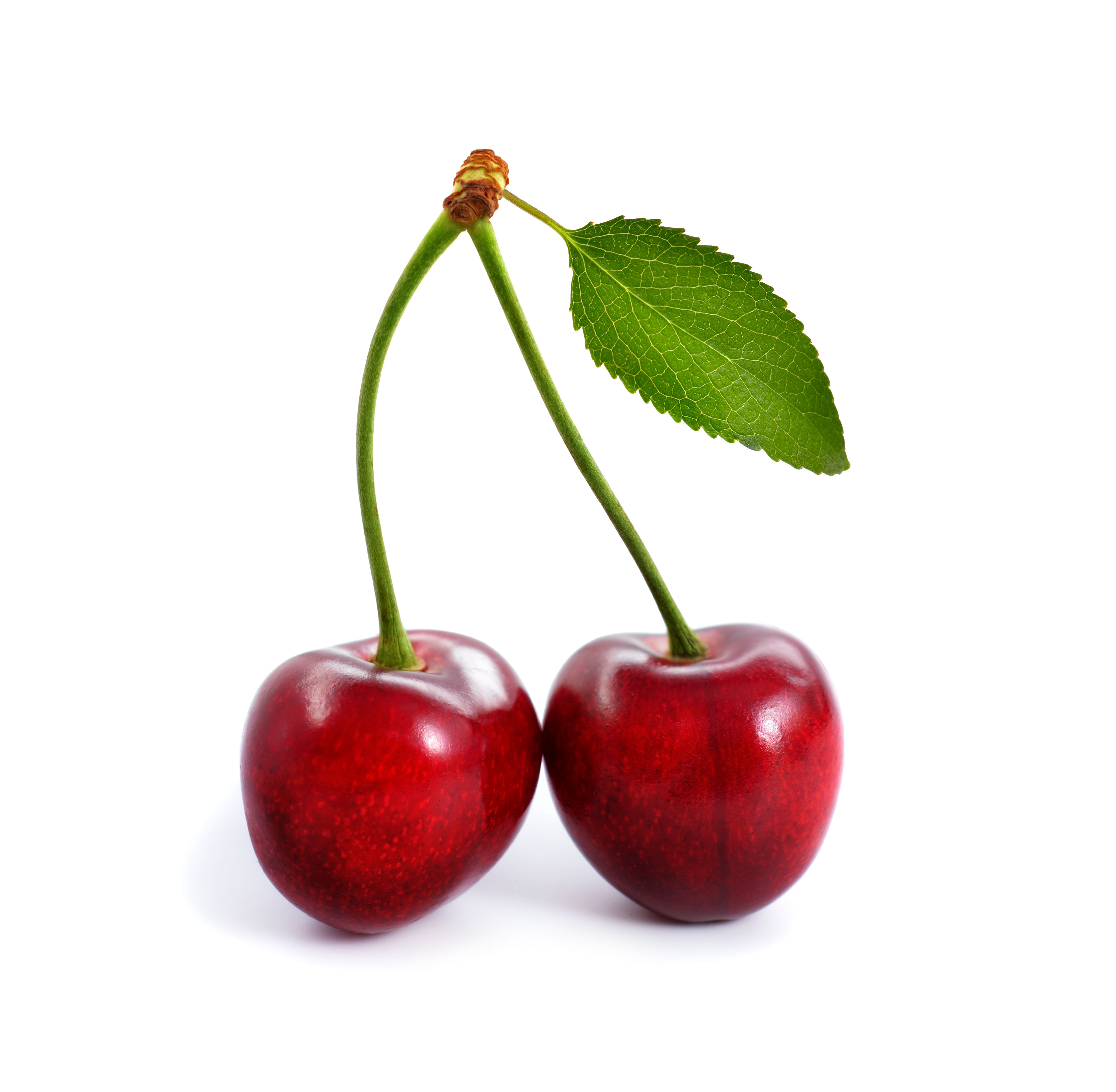 Sweet Cherry 'Bing'