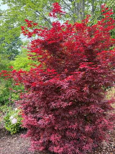 その他 red tree Twombly's Red Sentinel' Japanese Maple | Maple Grove Nursery