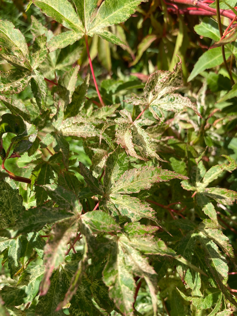 Thumbnail: Acer palmatum 'Ukigumo'