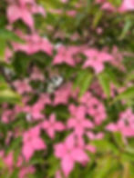 Thumbnail: Cornus 'Scarlet Fire'