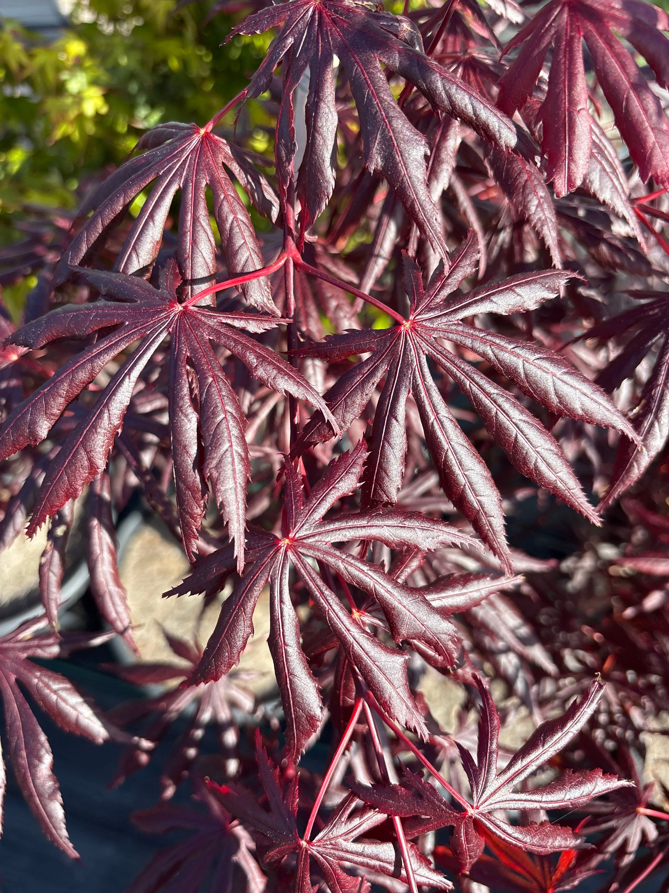 Acer palmatum 'Trompenburg'