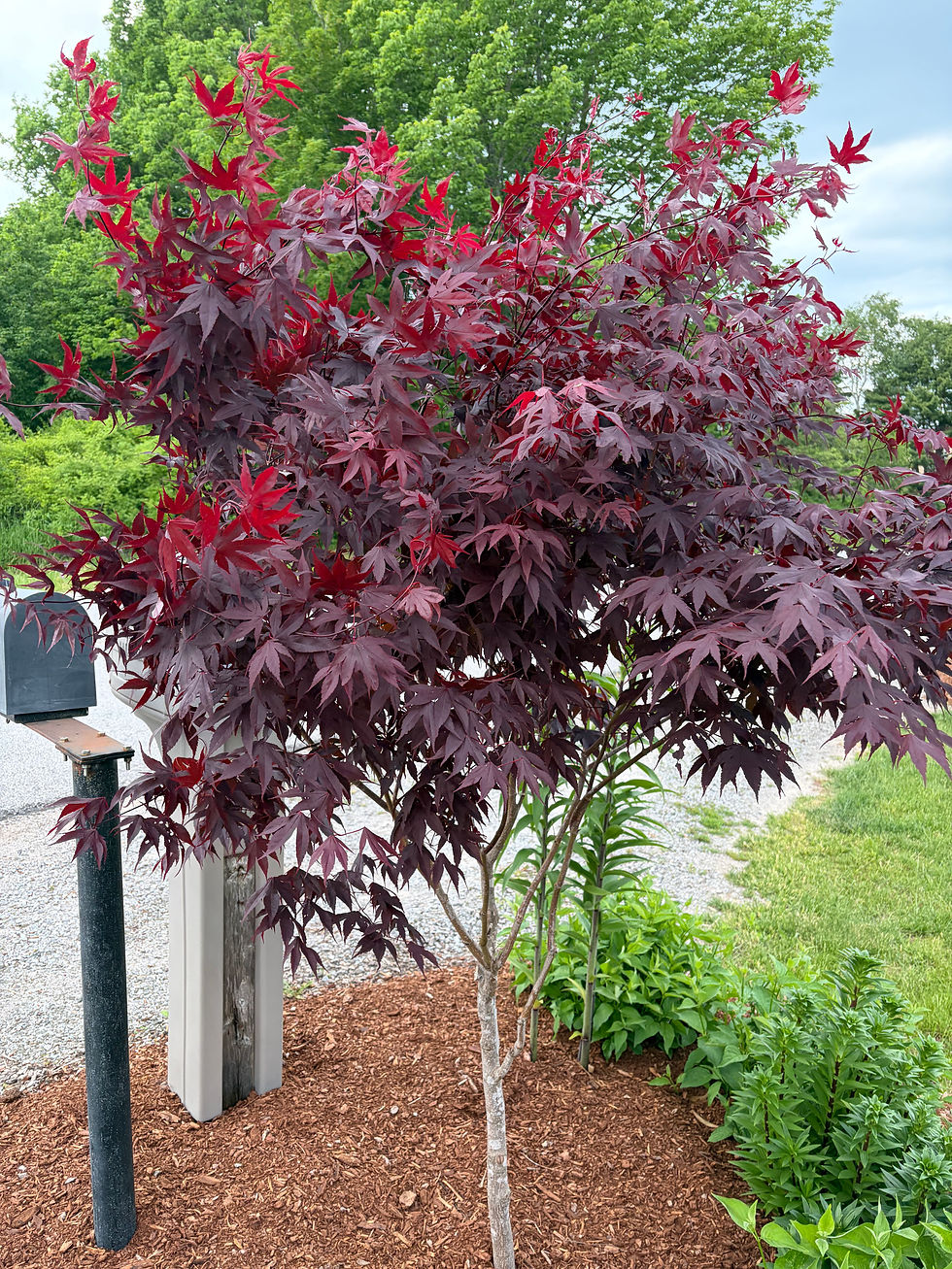 Thumbnail: 'Bloodgood' Japanese Maple