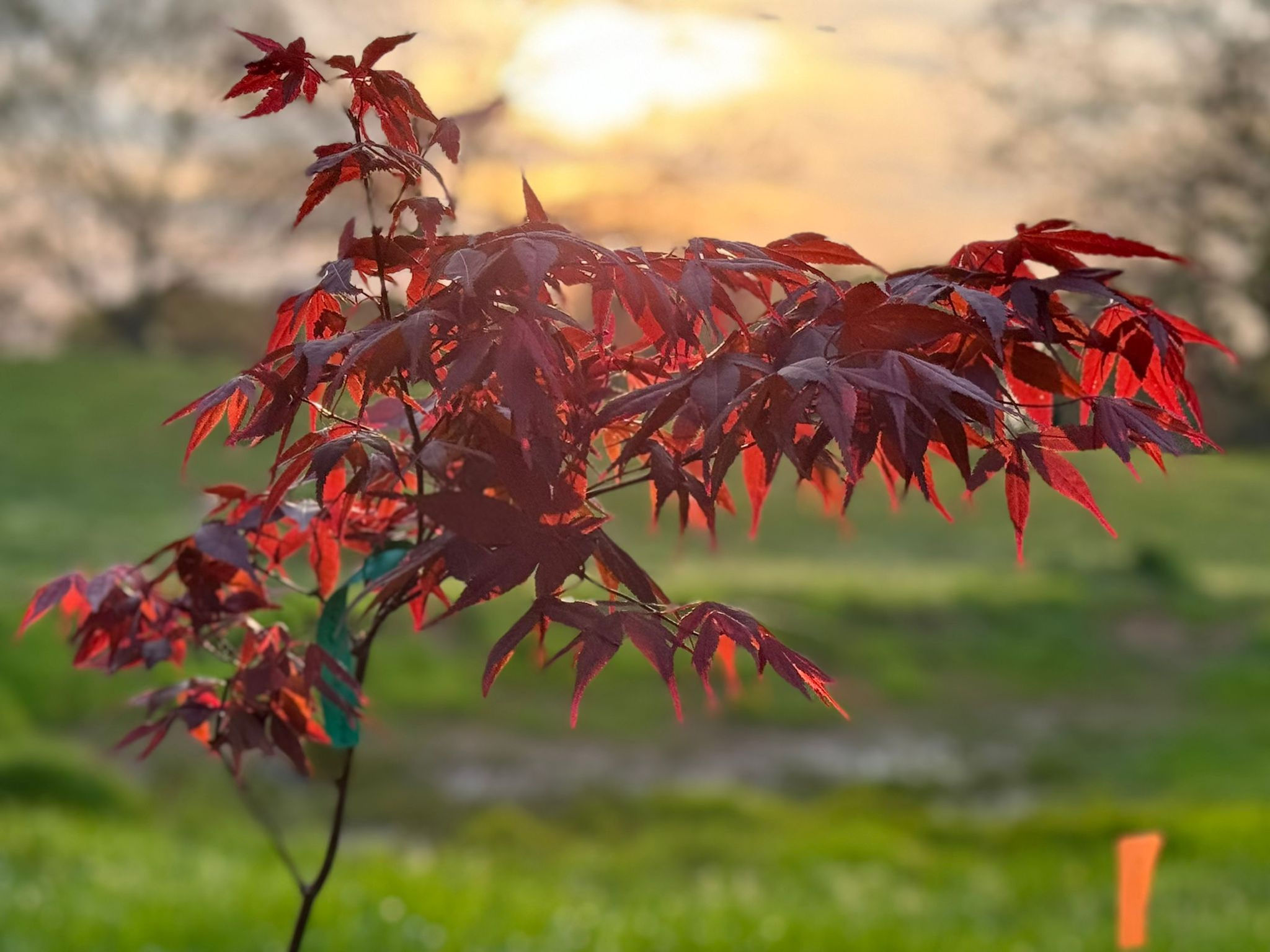 'Bloodgood' Japanese Maple
