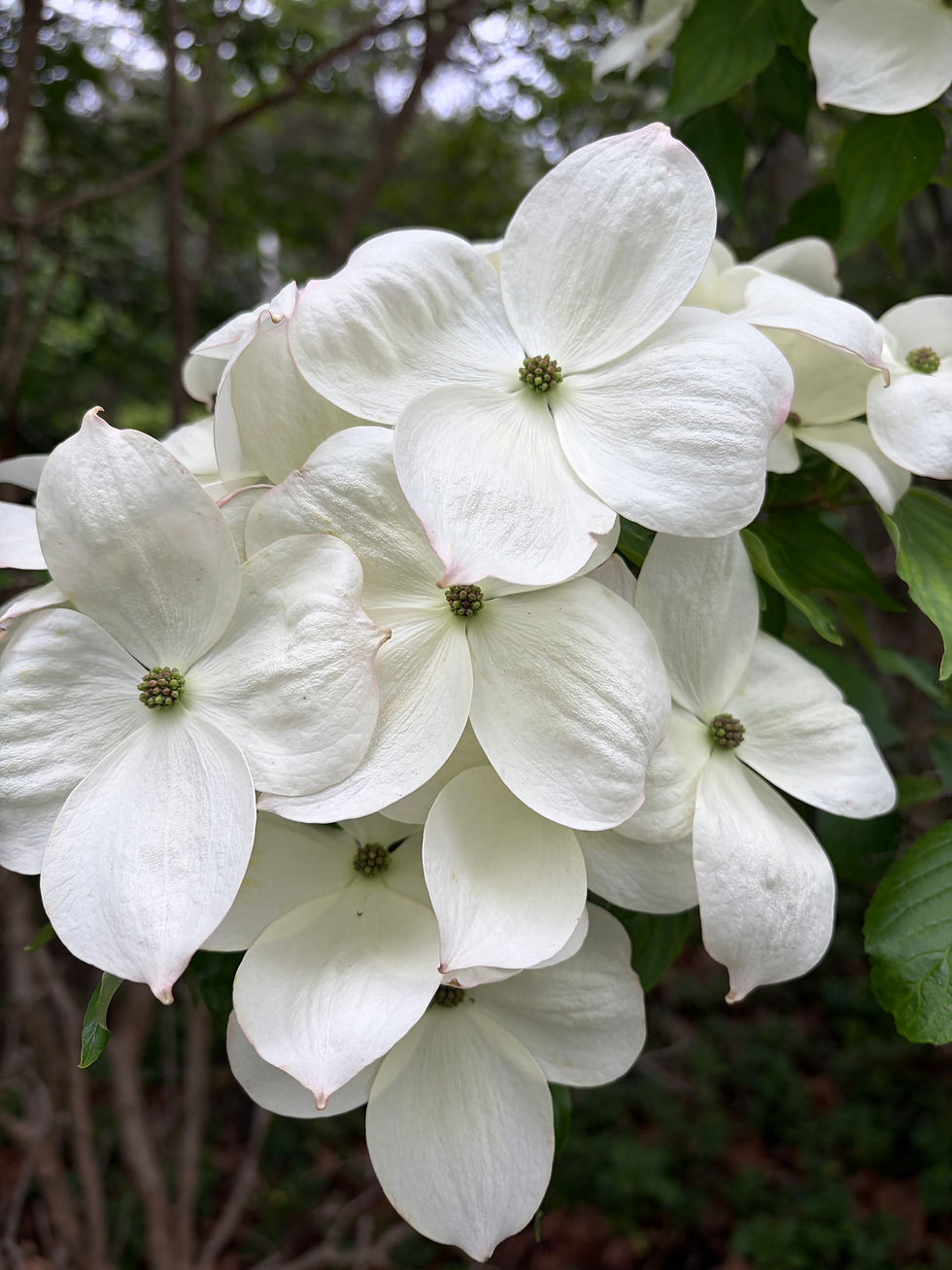 Thumbnail: Cornus kousa 'Ruth Ellen'