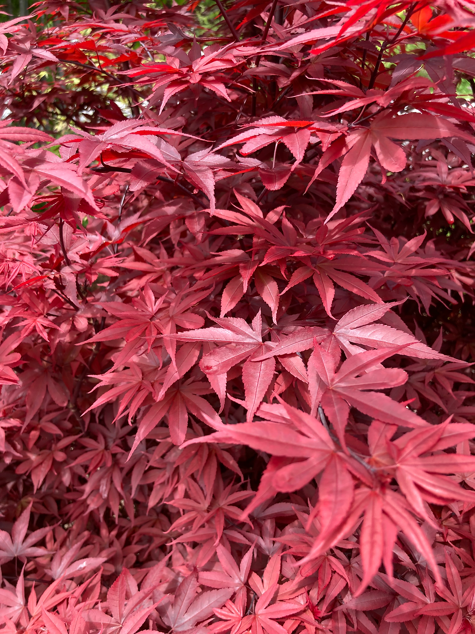 'Twombly's Red Sentinel'  Japanese Maple