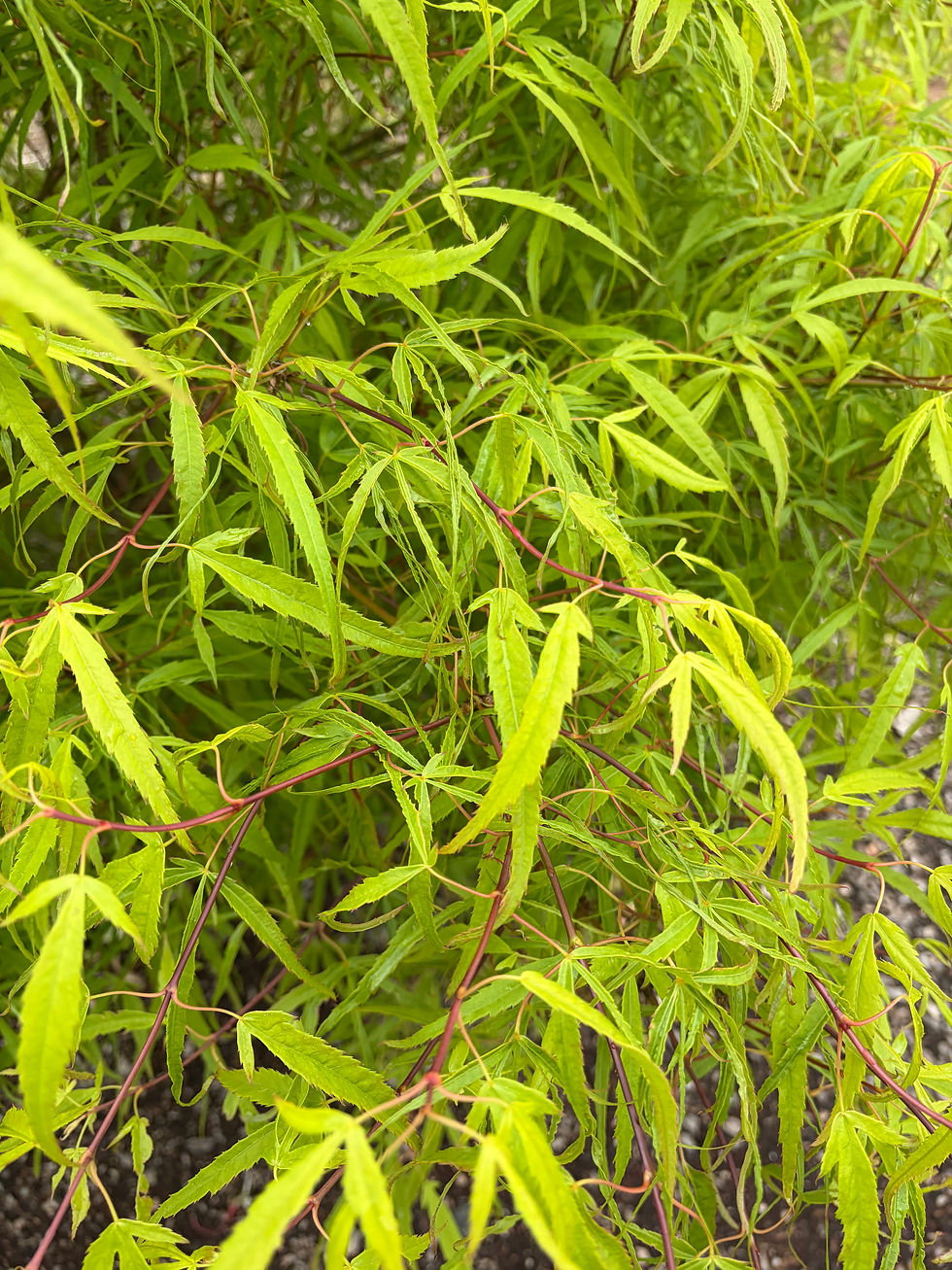 Thumbnail: 'Koto No Ito'   Japanese Maple