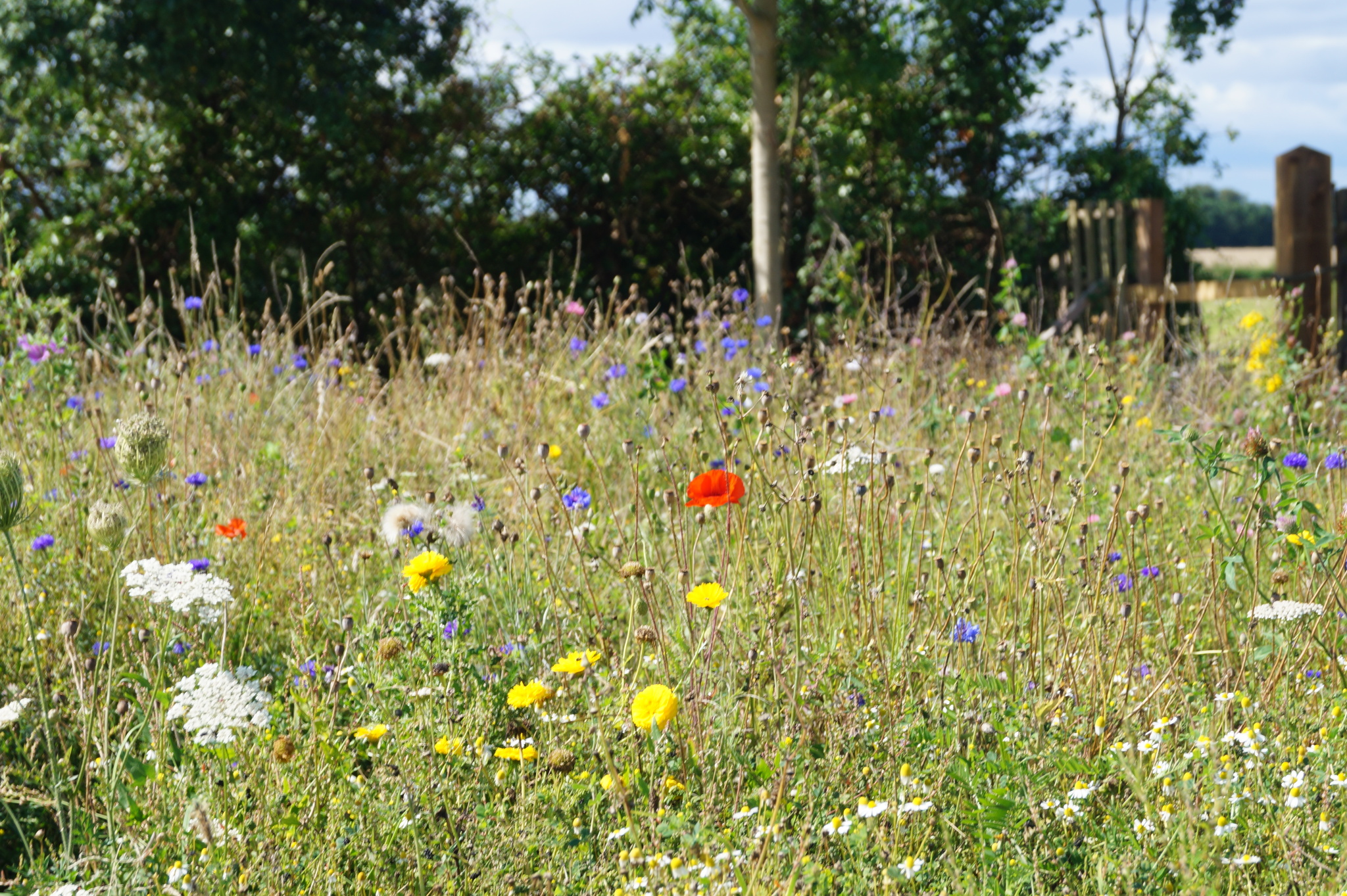 Wildflower Meadow J.K Conservation Projects