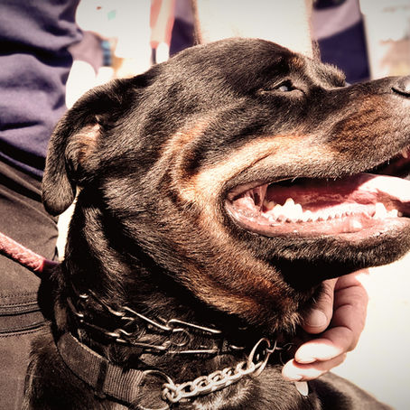 The Truth about Prong Collars