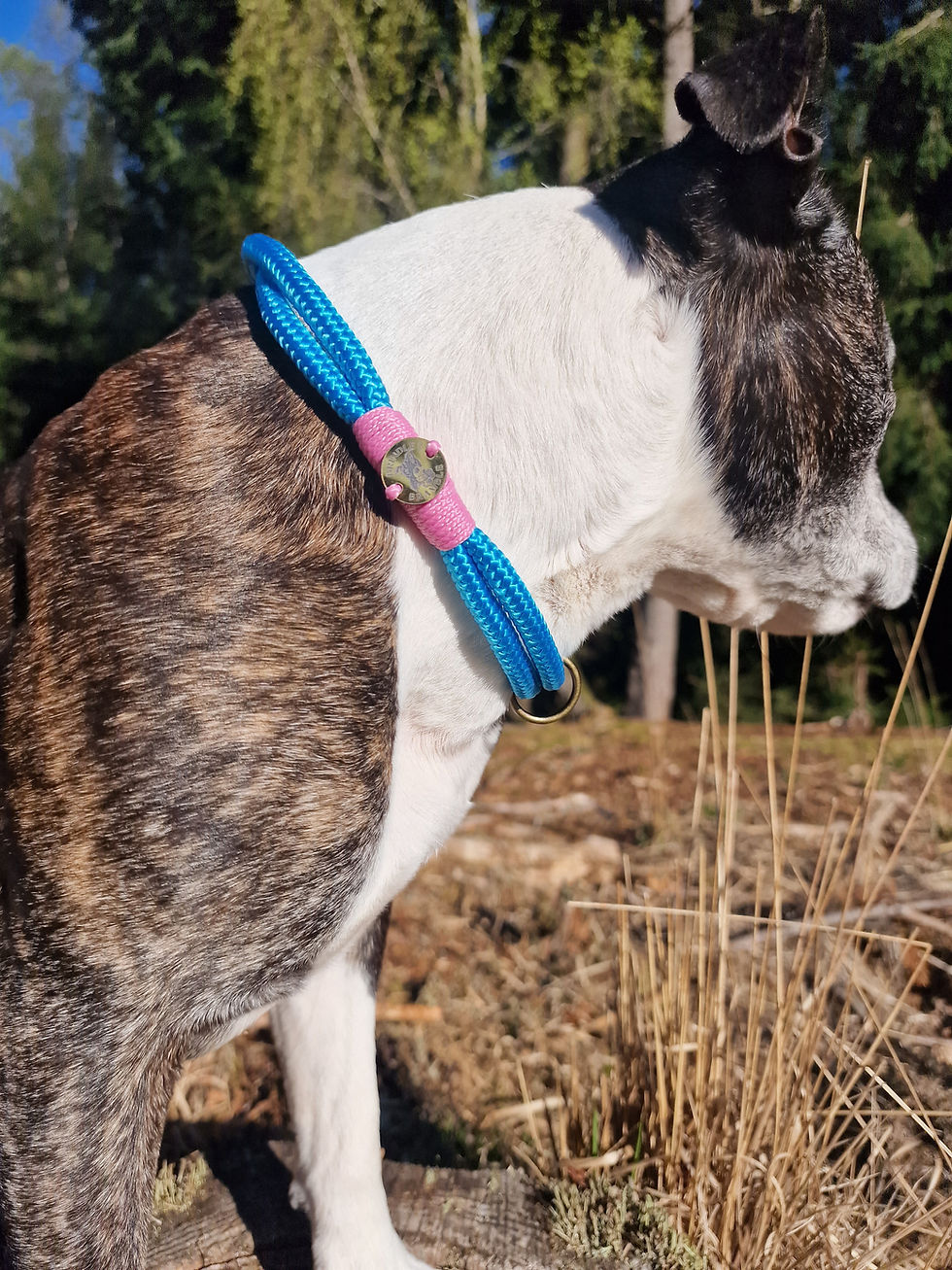Thumbnail: Twist-ID Collar