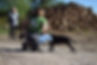 dog training in dorset
