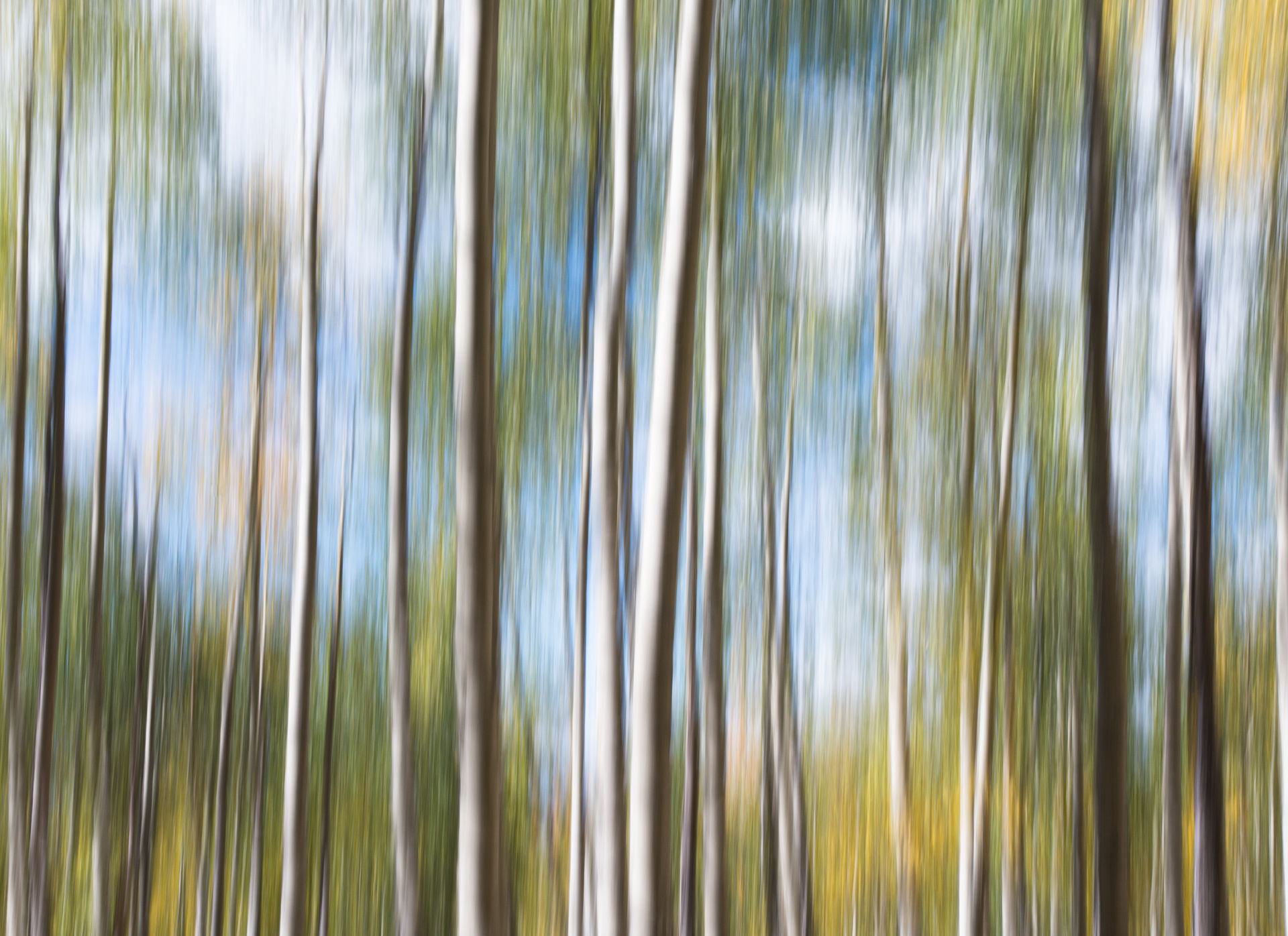Tranquil Wildwood