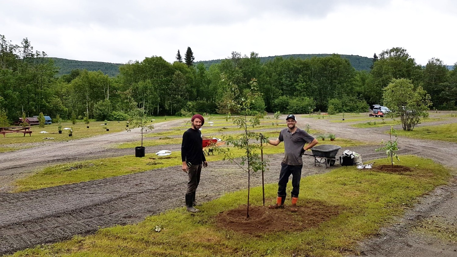 Pohénégamook Arbre évolution Coop Environnement