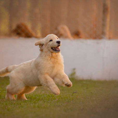 Oferecer brinquedos novos