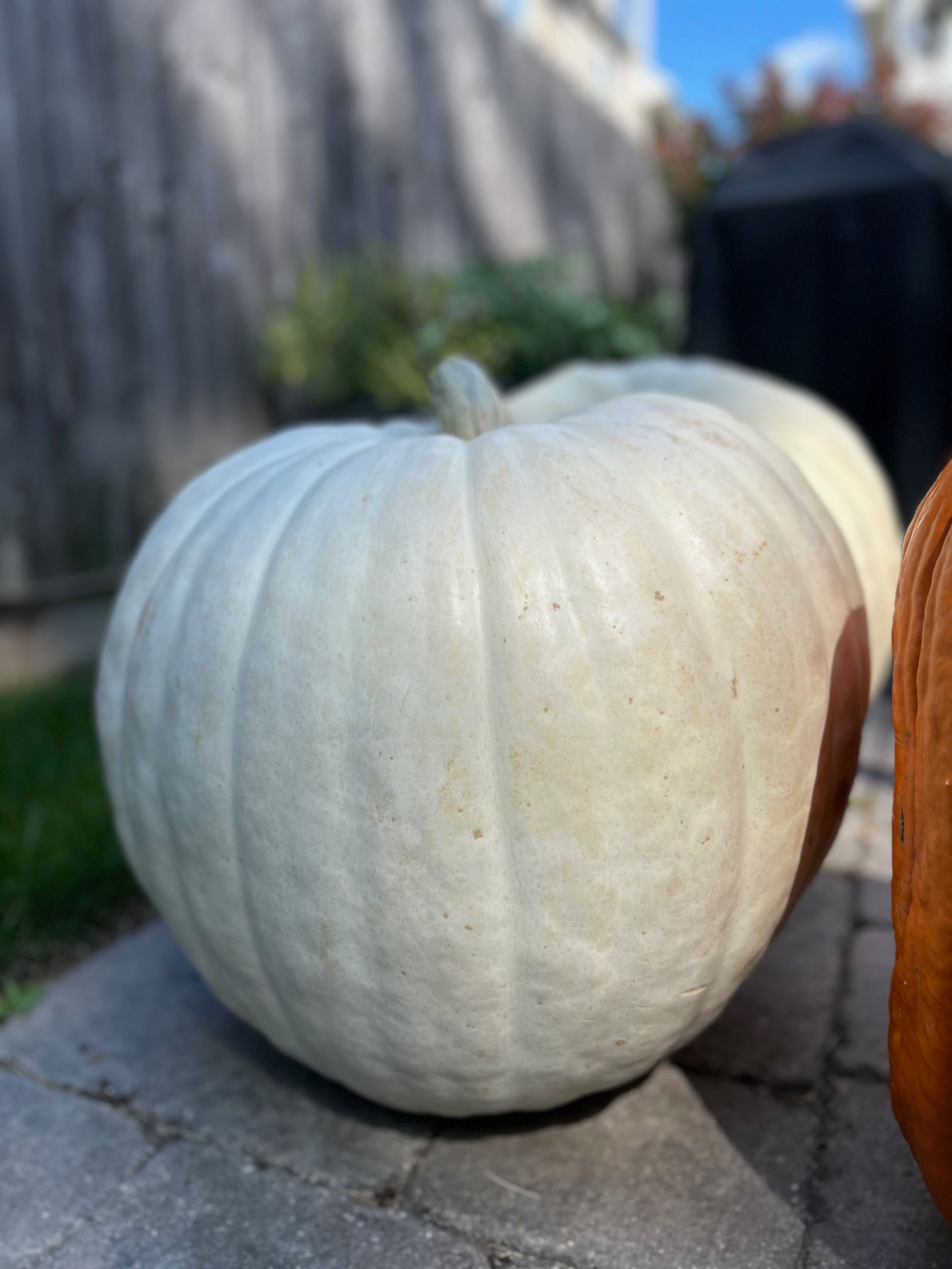 Add-on: Polar Bear Pumpkin