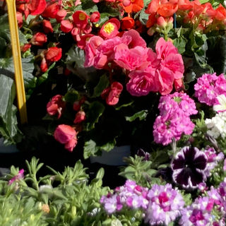 10° MERCATINO DI PRIMAVERA A ROTEGLIA