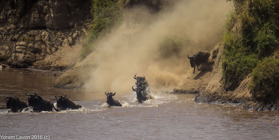 wild animals nature photographer
