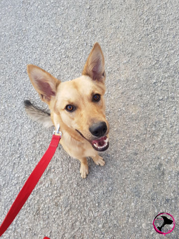 DTT-DOG TRAINING TURKEY-Alanya/Antalya
LUCKY ♥ Russischer Straßenhund