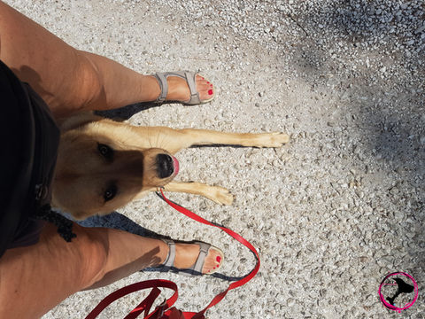 DTT-DOG TRAINING TURKEY-Alanya/Antalya
LUCKY ♥ Russischer Straßenhund