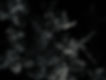 trees bw.jpg