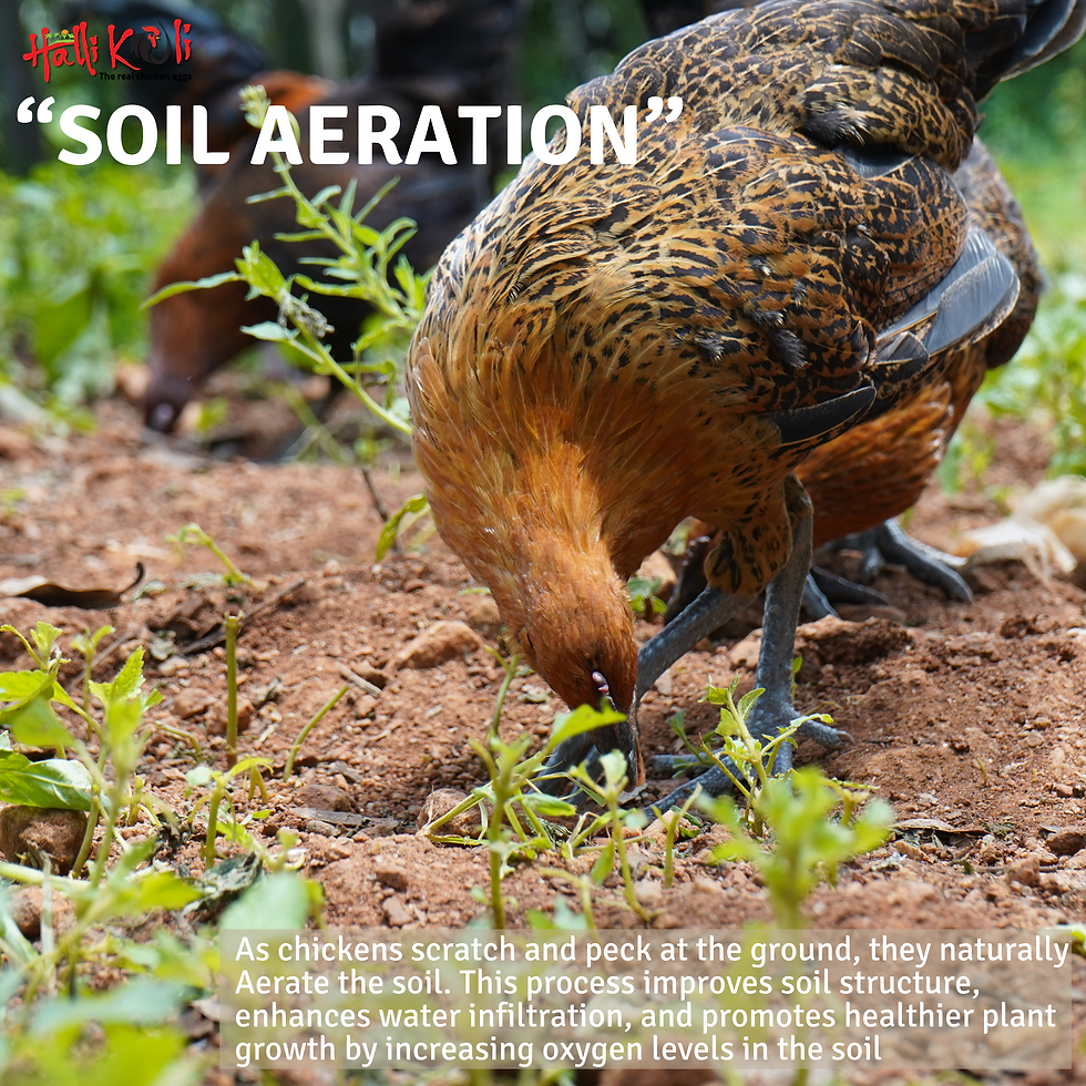 “soil Aeration” (2).png