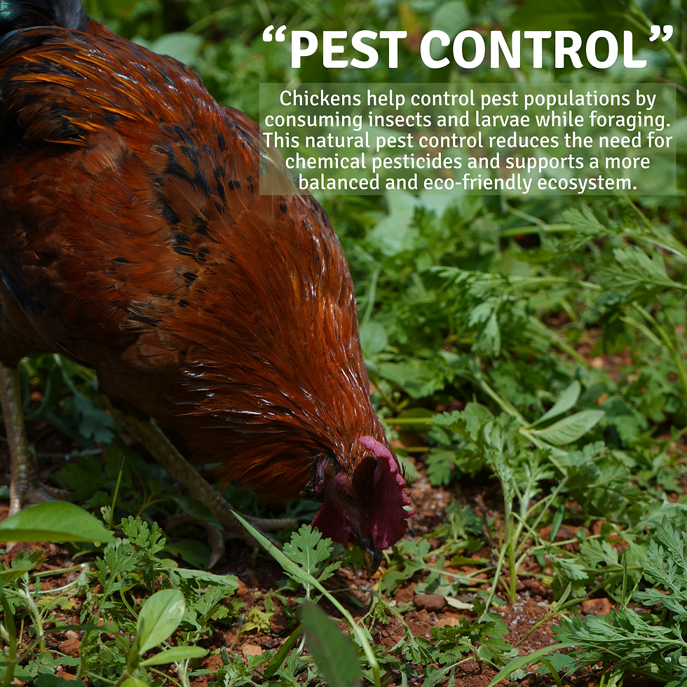 “pest CONTROL” (3).png