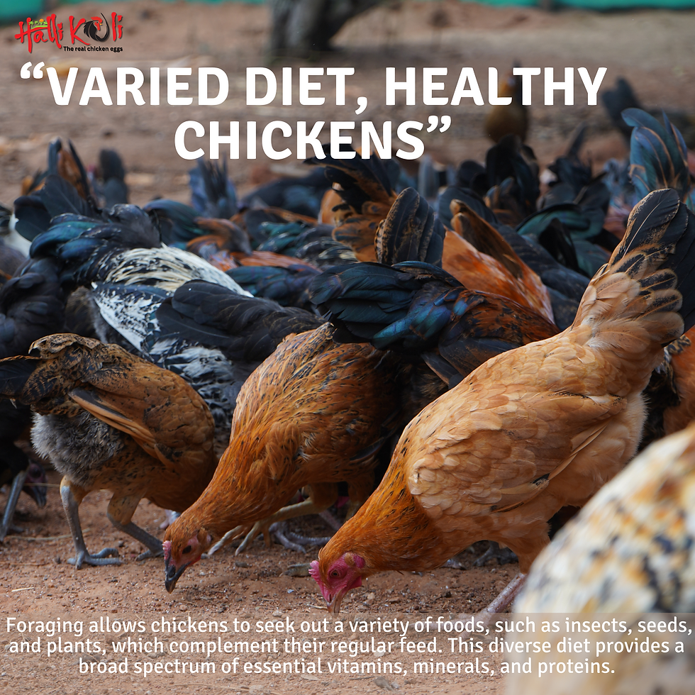 “Varied diet healthy chickens” (2).png