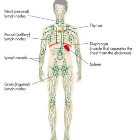 Lymph Drainage