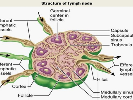 In Depth Guide to Reflexology Lymph Drainage Part 2