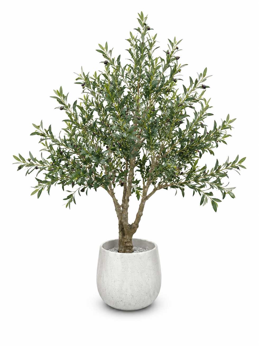 Thumbnail: Grand Heritage Olive Tree 1.8m x 1.2m