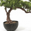 Thumbnail: Artificial Bonsai Tree 50cm