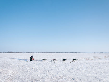 Man's Best Friend | Iceland